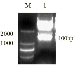 Fusion gene for three sweet potato viruses and interference carrier thereof