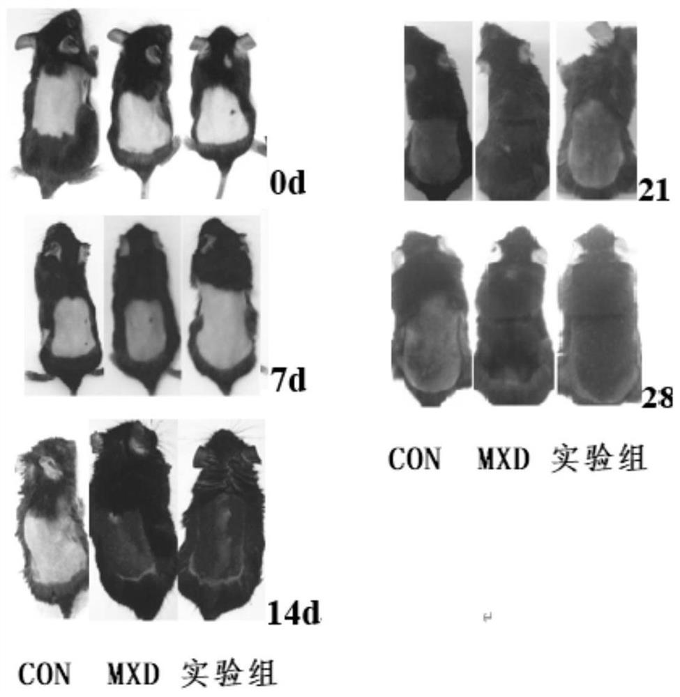 A hair growth agent containing spicules