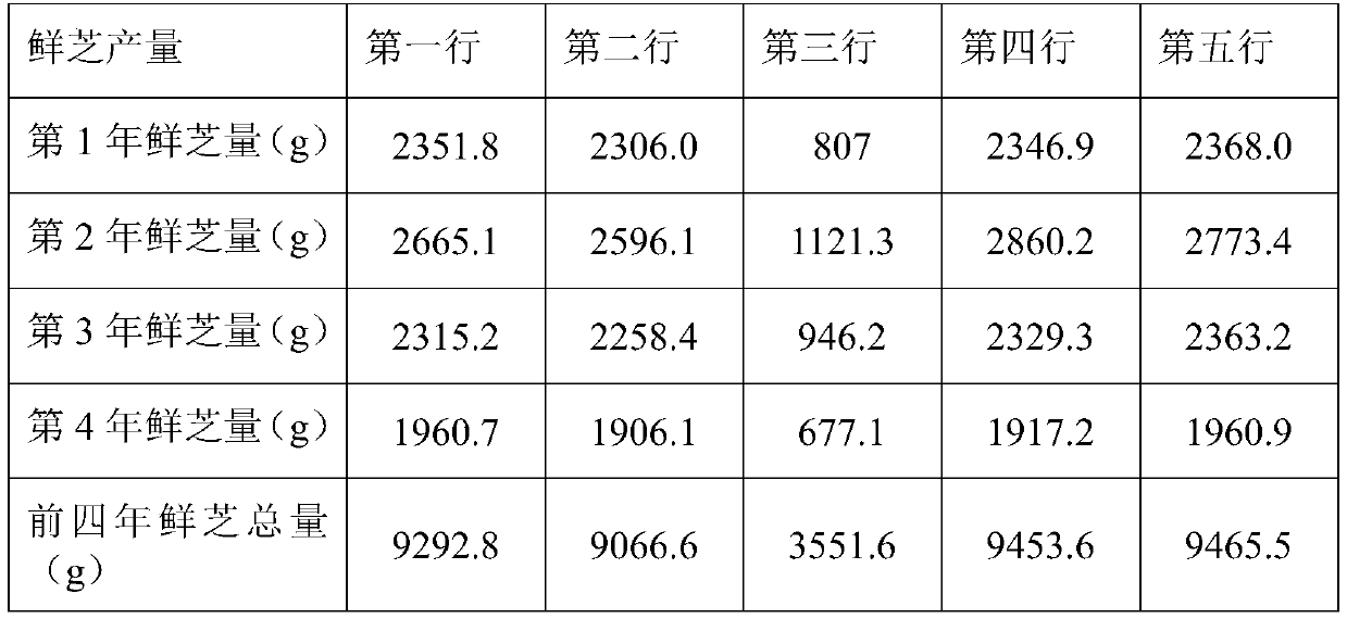 Method for planting ganoderma sinense wood fungus sticks in camellia oleifera forest by using camellia oleifera branches