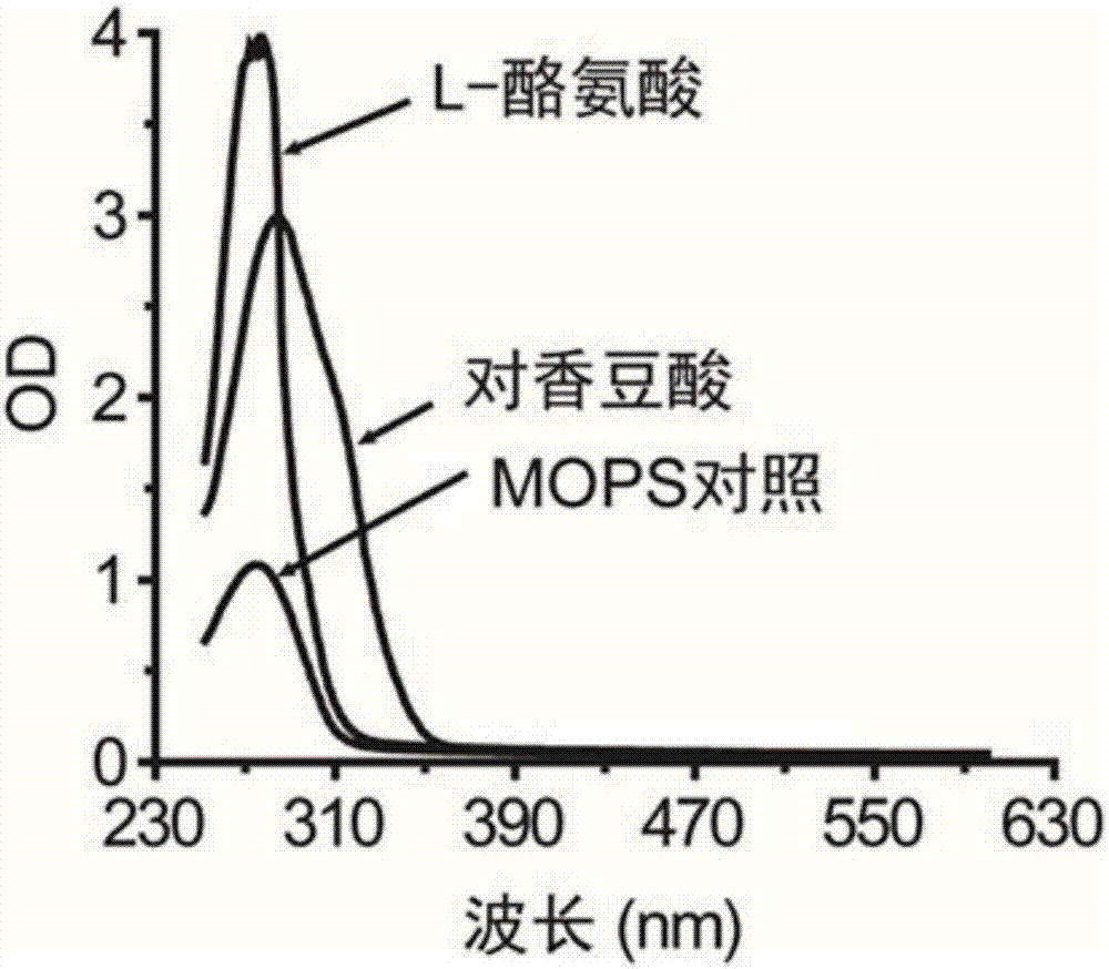 Method using ultraviolet spectroscopy to detect p-coumaric acid in high-throughput manner