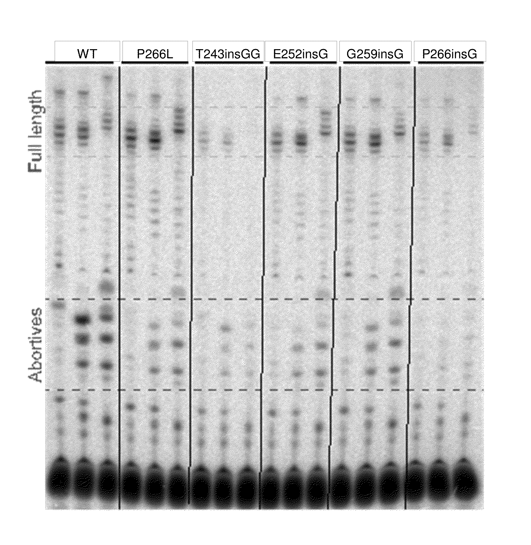 Modified T7-related RNA polymerases and methods of use thereof