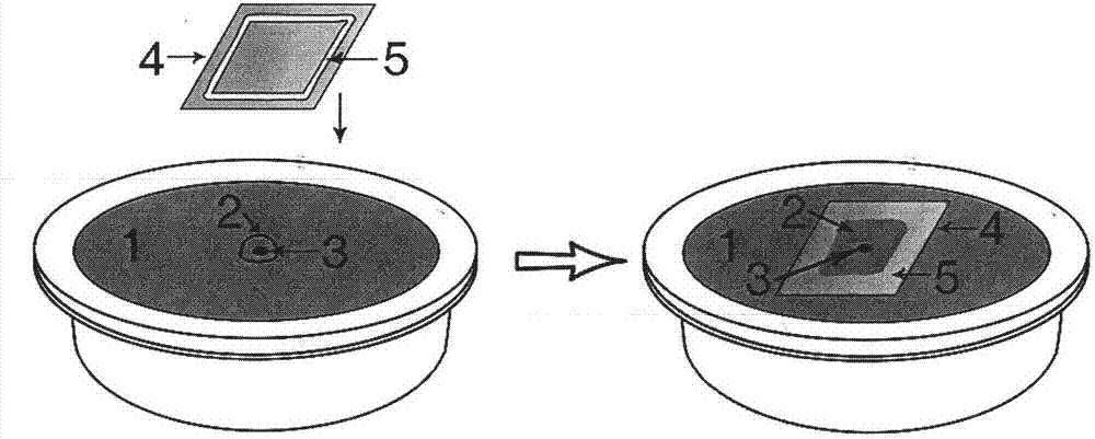 In-vitro culture system and application of fruit fly retina development model