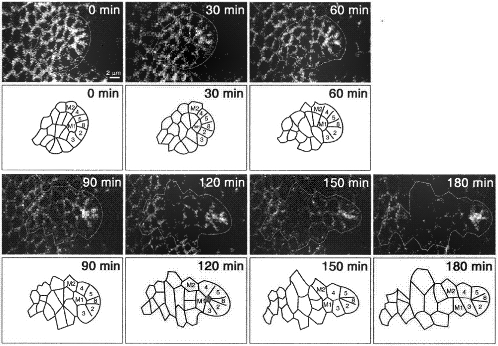 In-vitro culture system and application of fruit fly retina development model