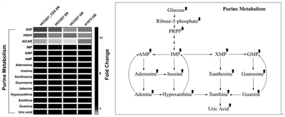 Application of purine metabolism marker in preparation of reagent for screening and diagnosing acquired drug resistance of lung cancer molecular targeted drug