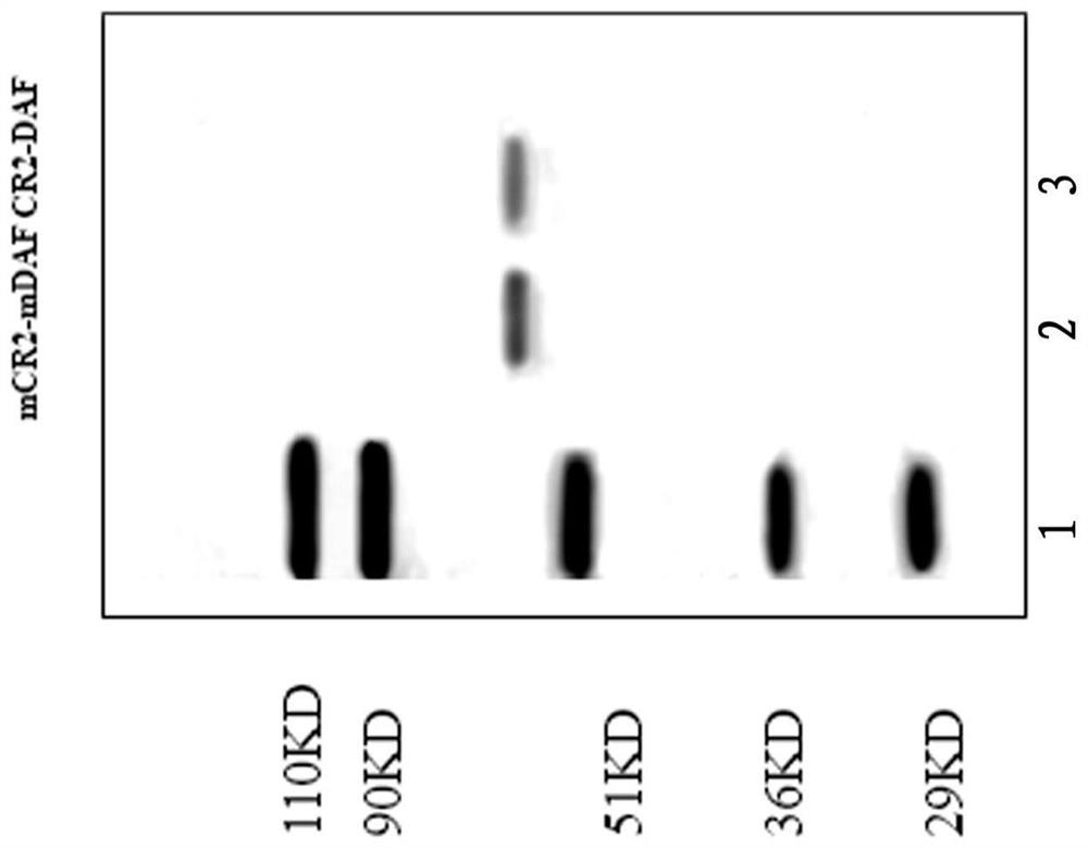 Human target complement inhibitor protein double mutant mcr2-mdaf and its application