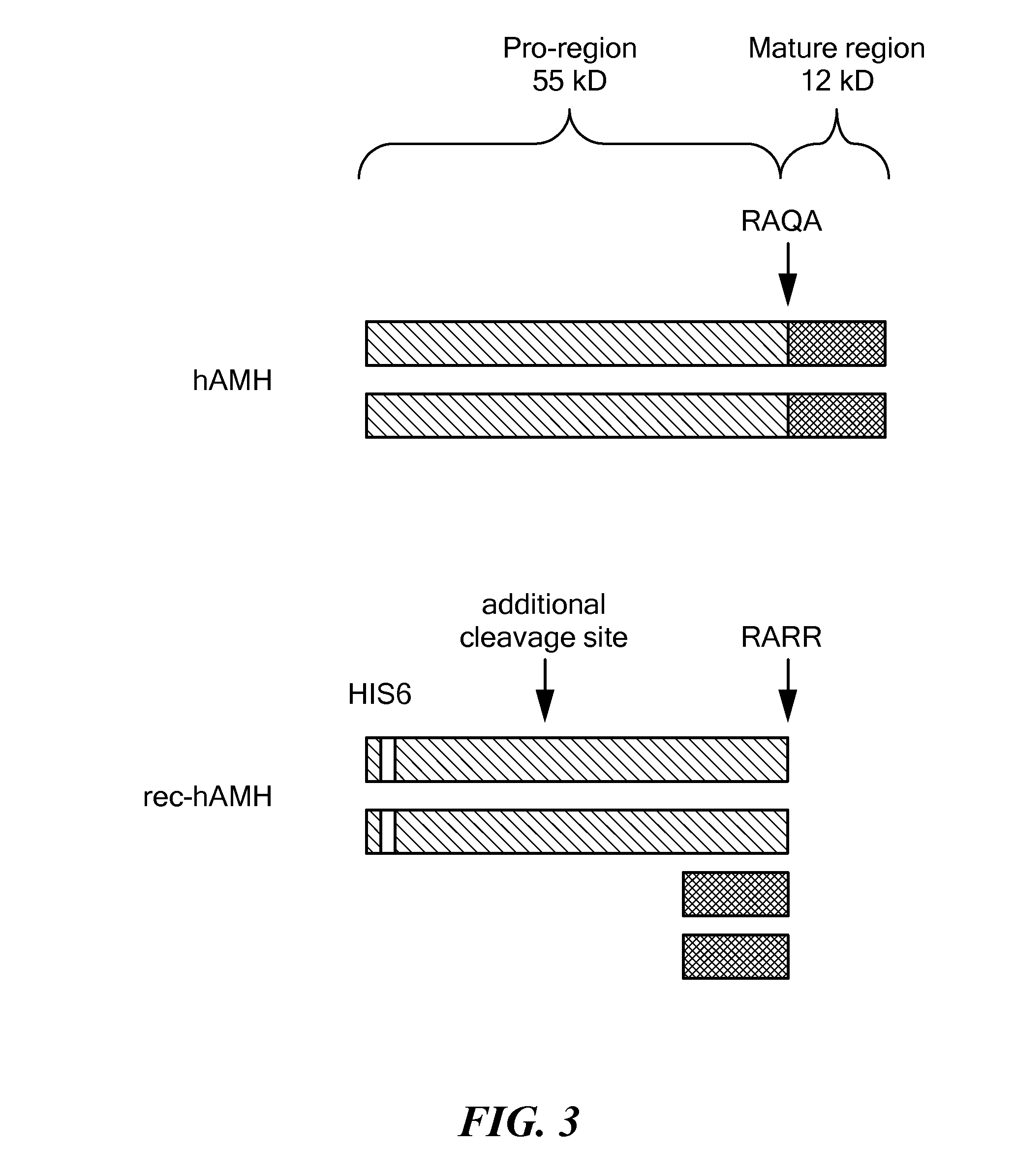 Antibody Compositions and Immunoassay Methods to Detect Isoforms of Anti-Müllerian Hormone