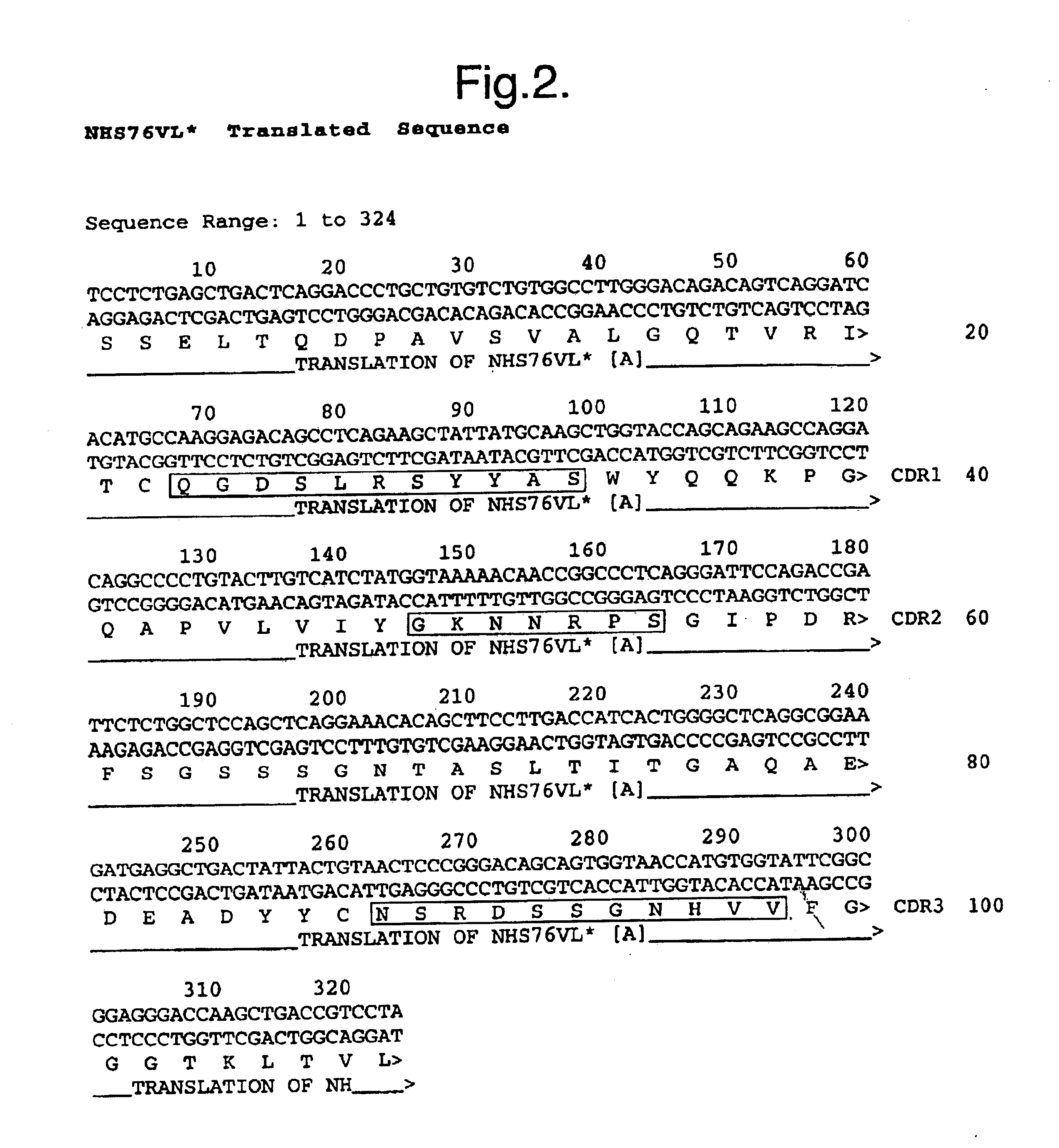 Specific binding proteins including antibodies which bind to the necrotic center of tumors, and uses thereof