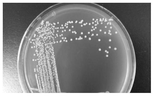 Application of a kind of Lactobacillus casei and its freeze-dried preparation in pig feed