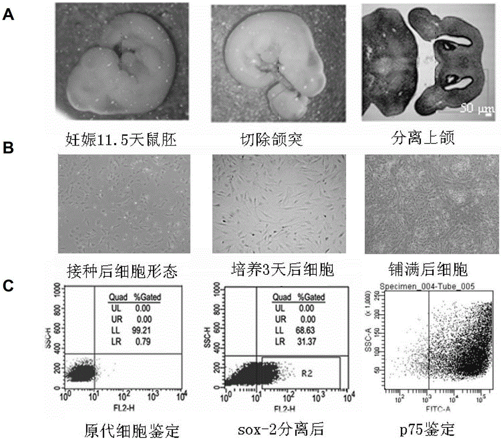 Cultural method of crest-derived stem cell of cranial nerve and identification method