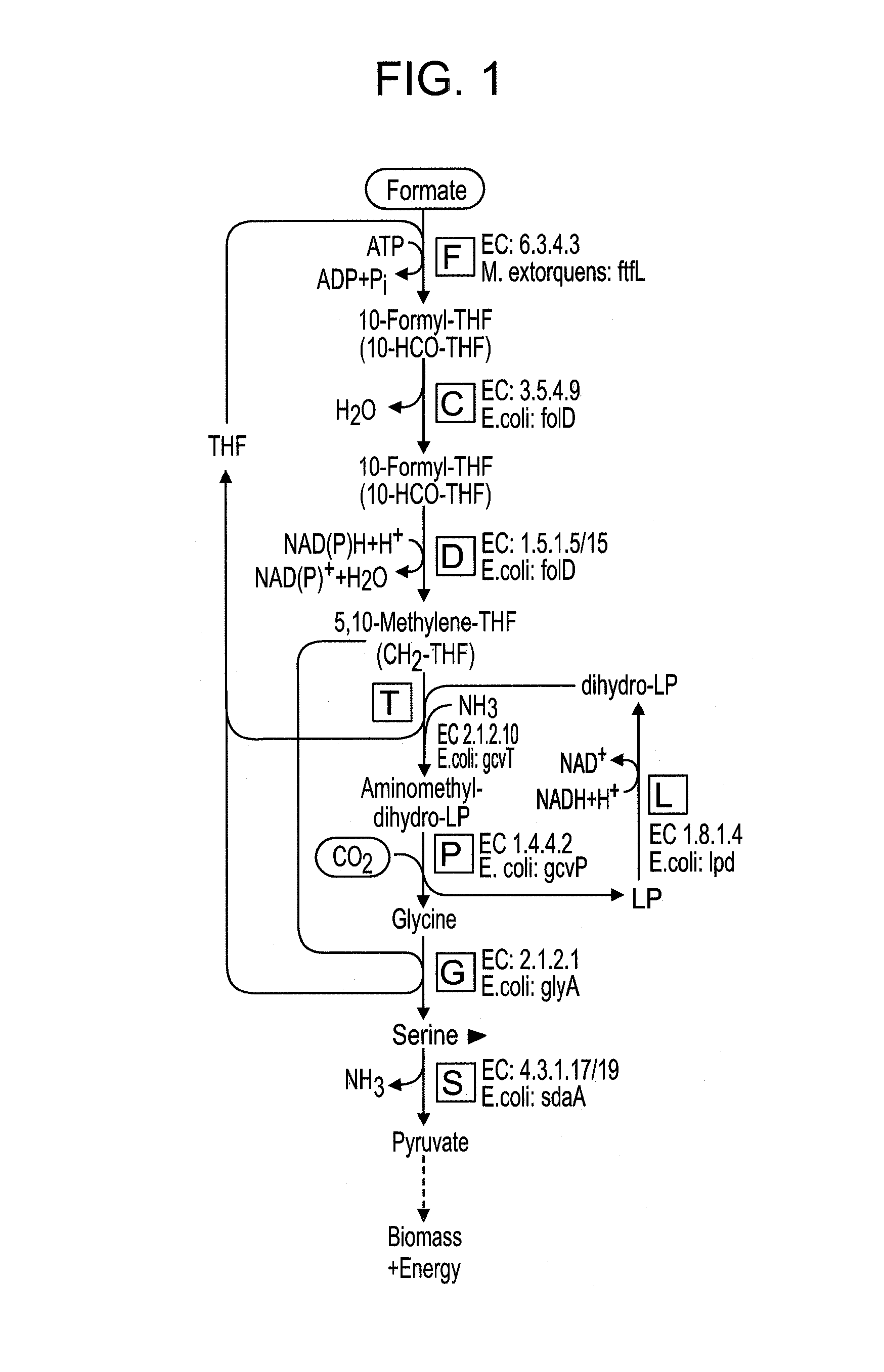 Use of the reductive glycine pathway for generating formatotrophic and autotrophic microorganisms