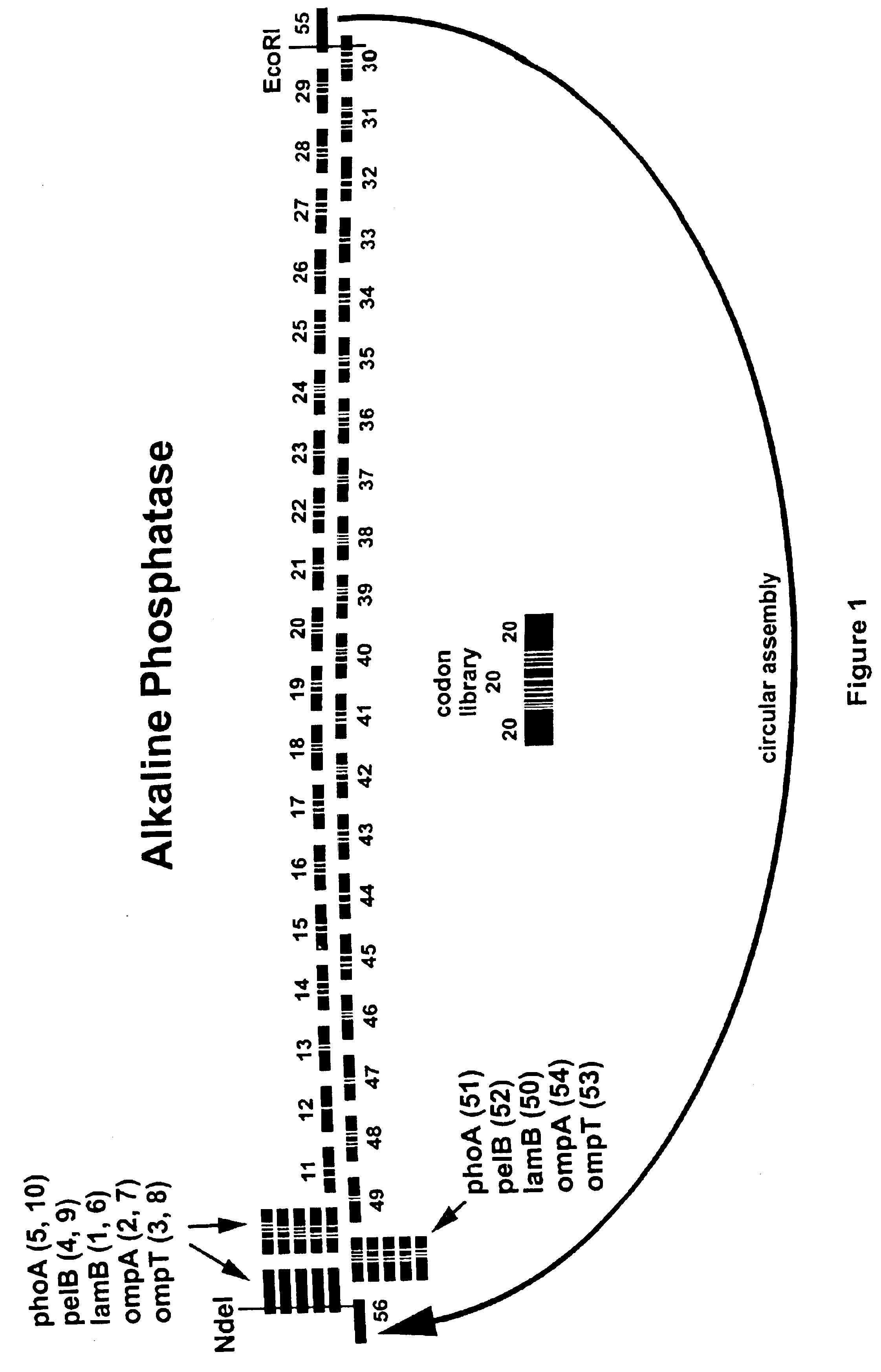 Methods and compositions for polypeptide engineering