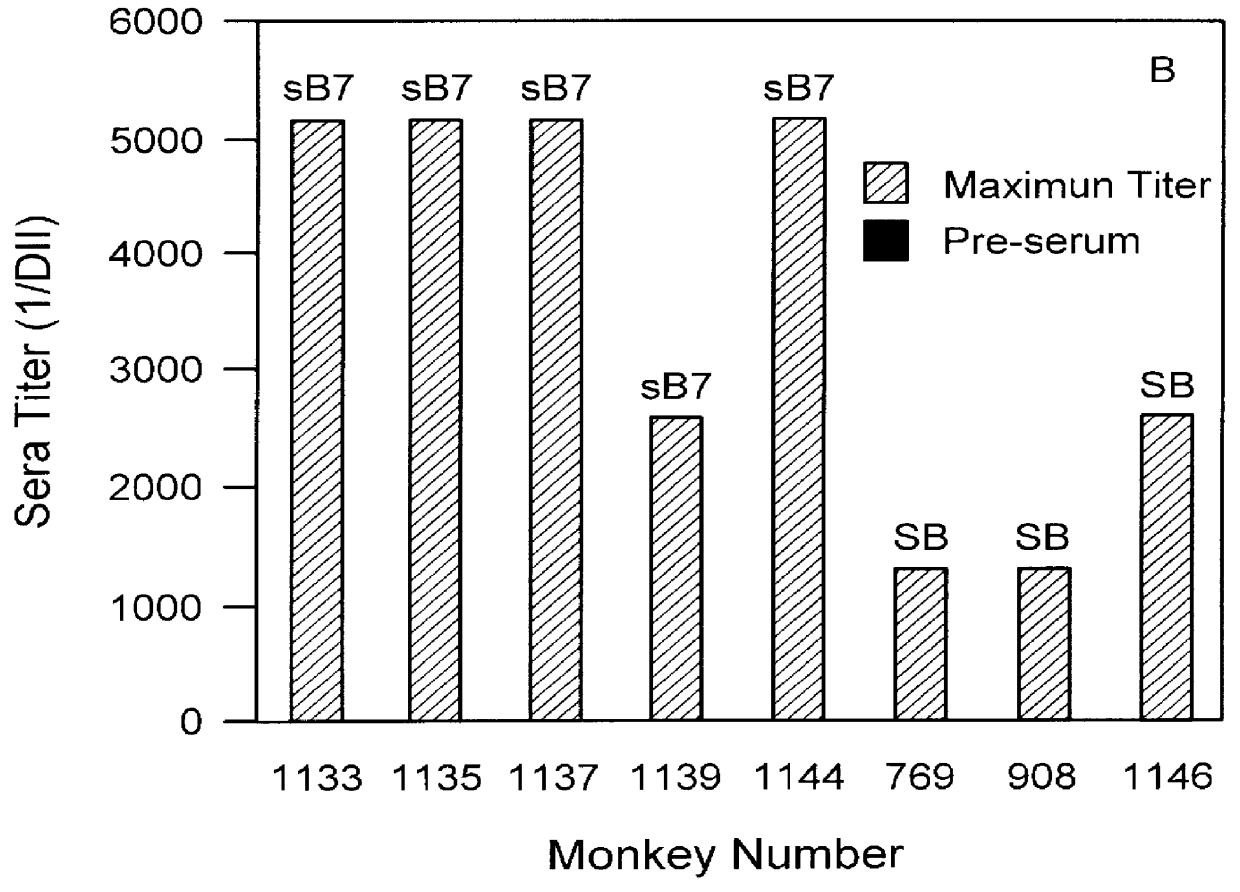 Human B7.1-specific primatized antibodies and transfectomas expressing said antibodies