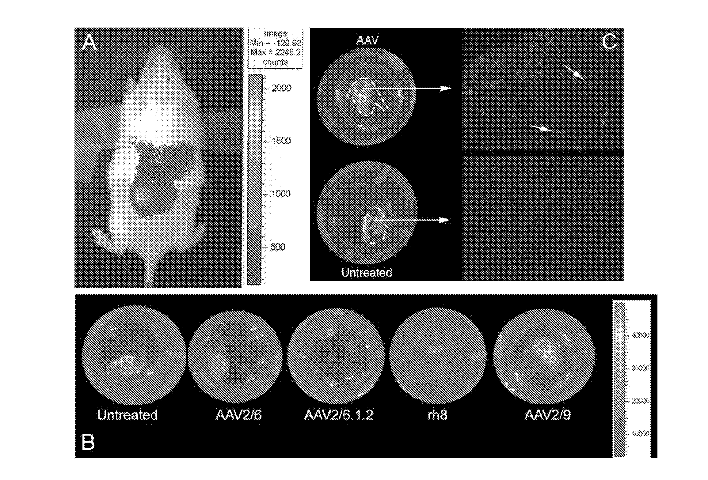 Method for transducing cells with primary cilia