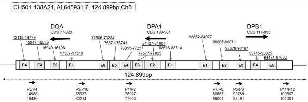 Construction method of humanized transgenic mouse model of chimeric human HLA-DP genome region