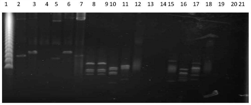 Construction method of humanized transgenic mouse model of chimeric human HLA-DP genome region