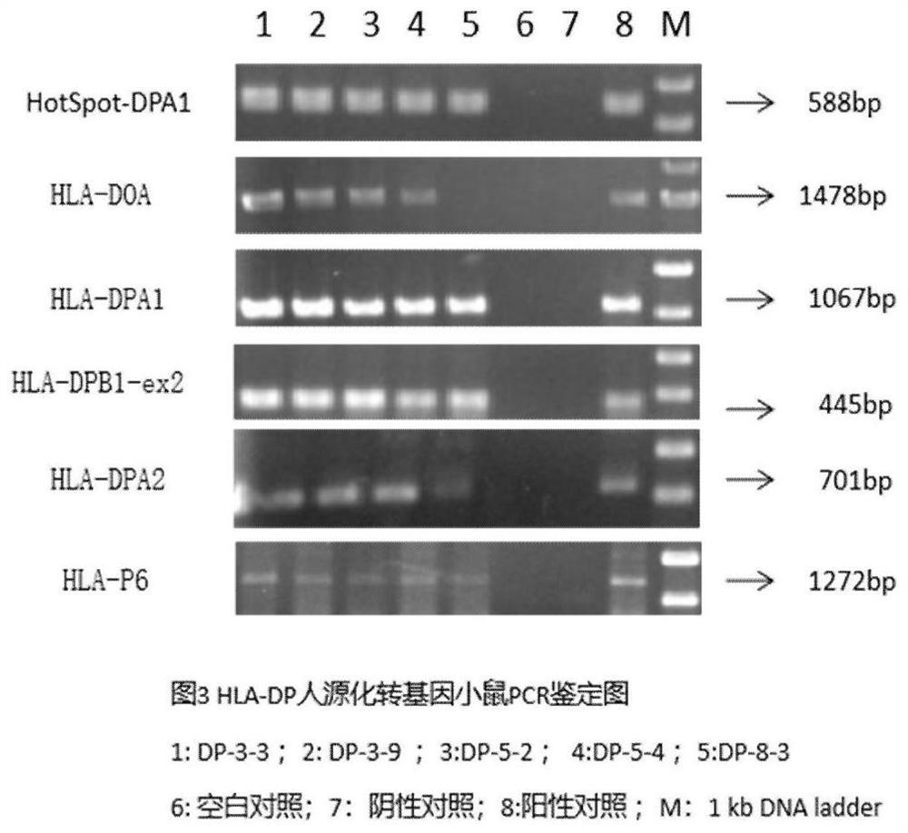 Construction method of humanized transgenic mouse model of chimeric human HLA-DP genome region