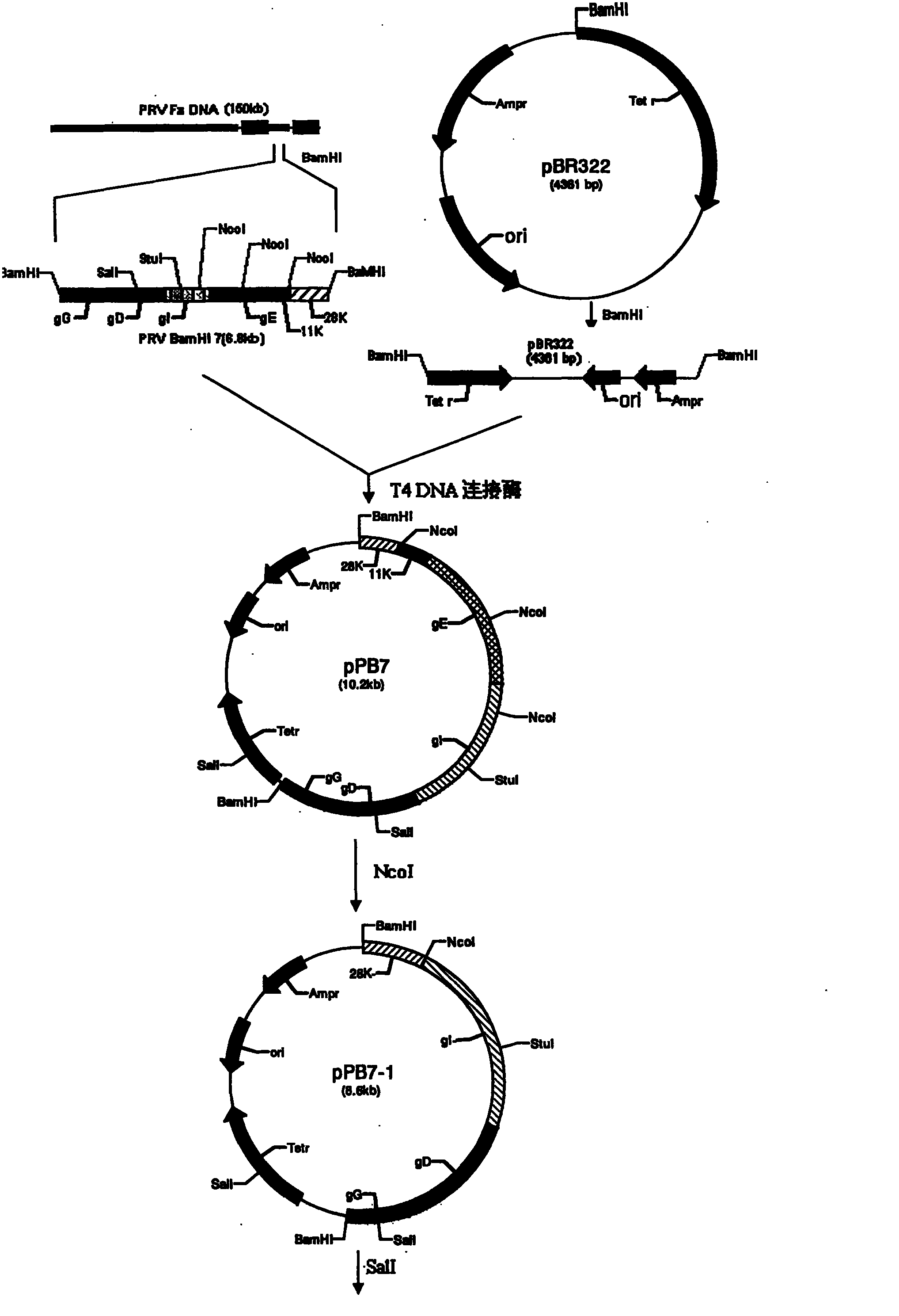 Pseudorabies virus SA215, pseudorabies virus polygene deletion bacterin and preparation method thereof