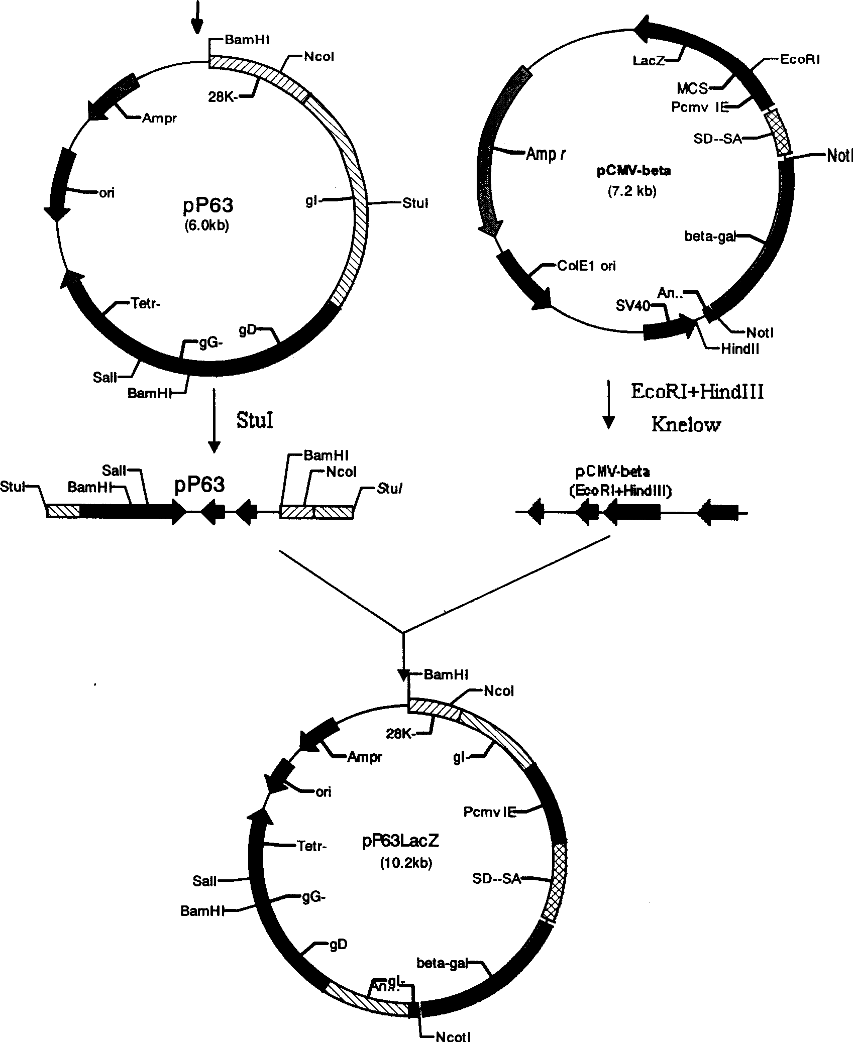 Pseudorabies virus SA215, pseudorabies virus polygene deletion bacterin and preparation method thereof