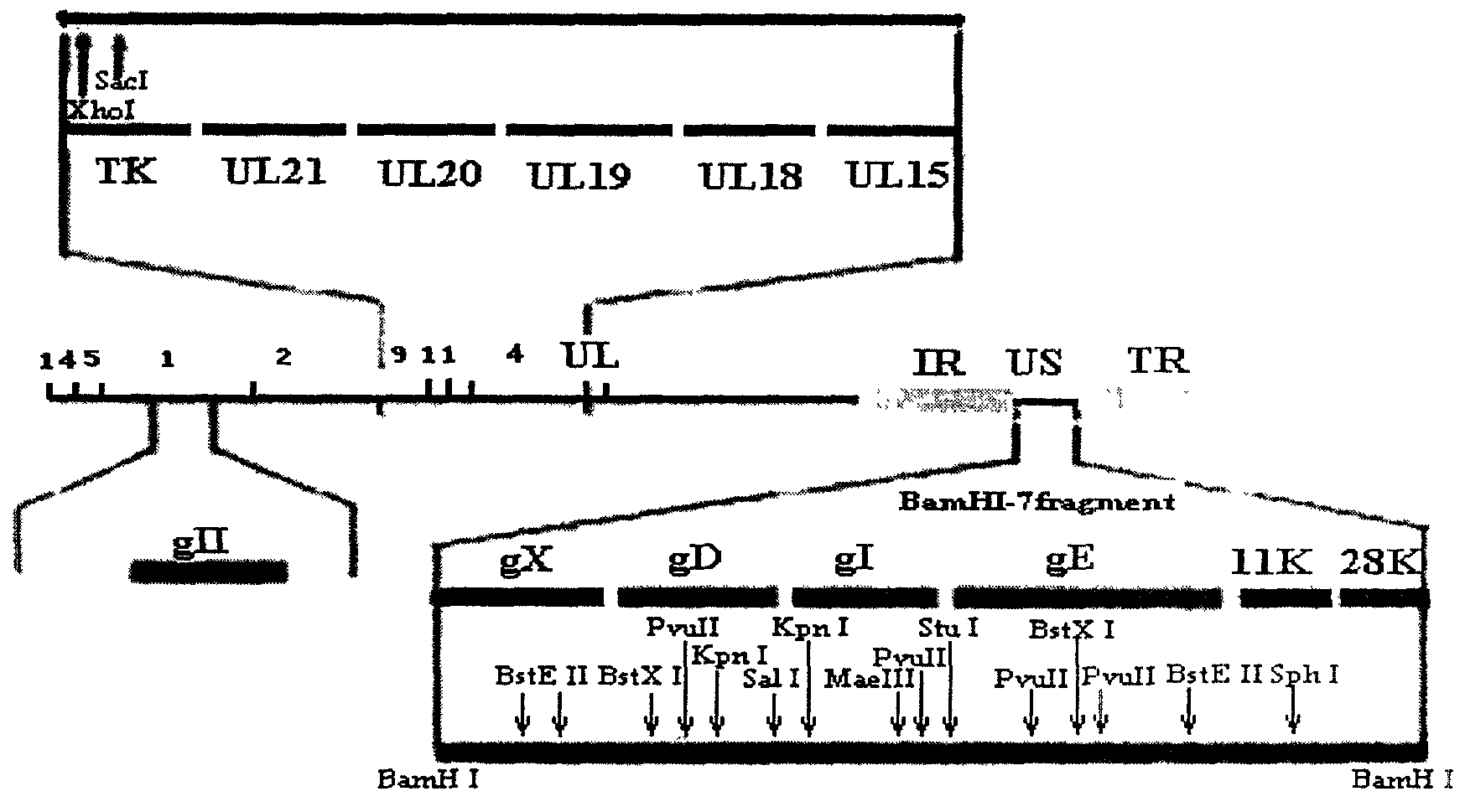 Pseudorabies virus SA215, pseudorabies virus polygene deletion bacterin and preparation method thereof