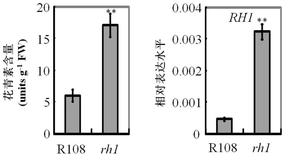 Anthocyanin synthesis-related proteins and their application in regulating plant anthocyanin content