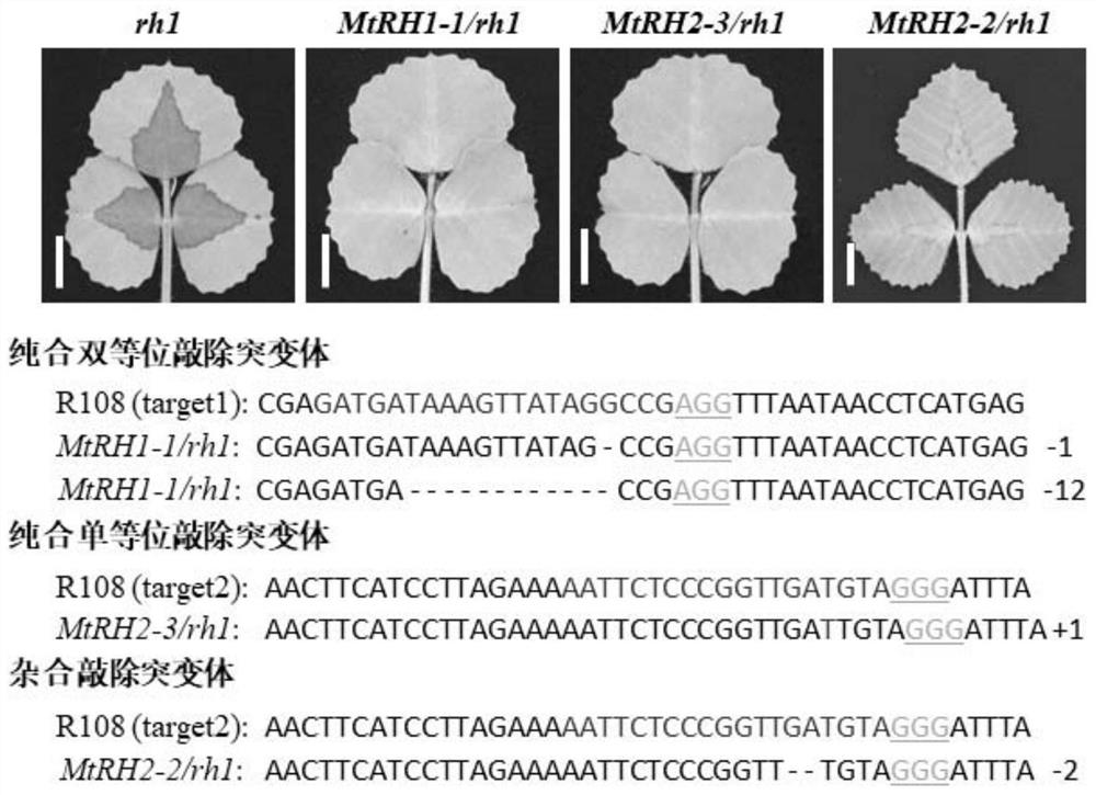 Anthocyanin synthesis-related proteins and their application in regulating plant anthocyanin content
