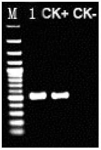 A high-purity non-pathogenic Ralstonia solanacearum strain