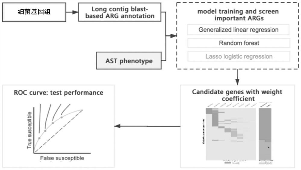 Method for screening important characteristic genes related to drug resistance phenotype of bacteria based on machine learning