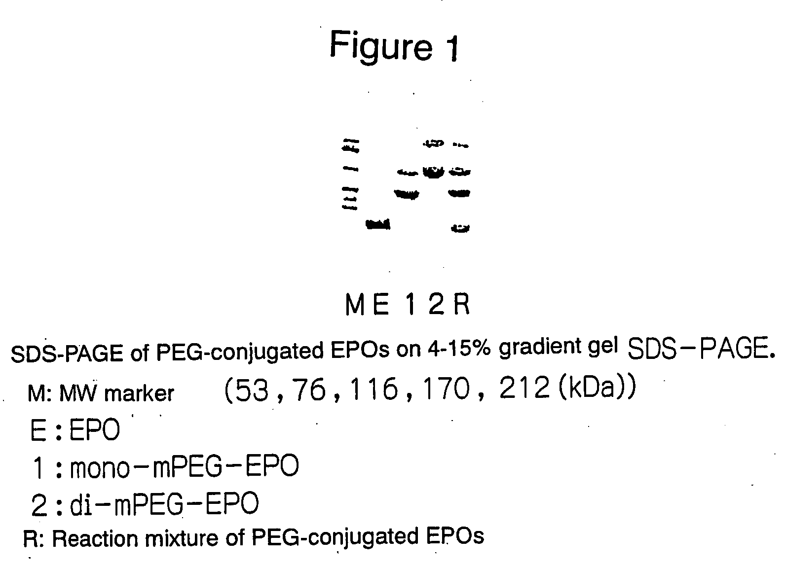 PEG-conjugated erythropoietin