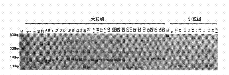 A pair of special primers for assisted evaluation of relevant locus of soybean seed weight and method thereof