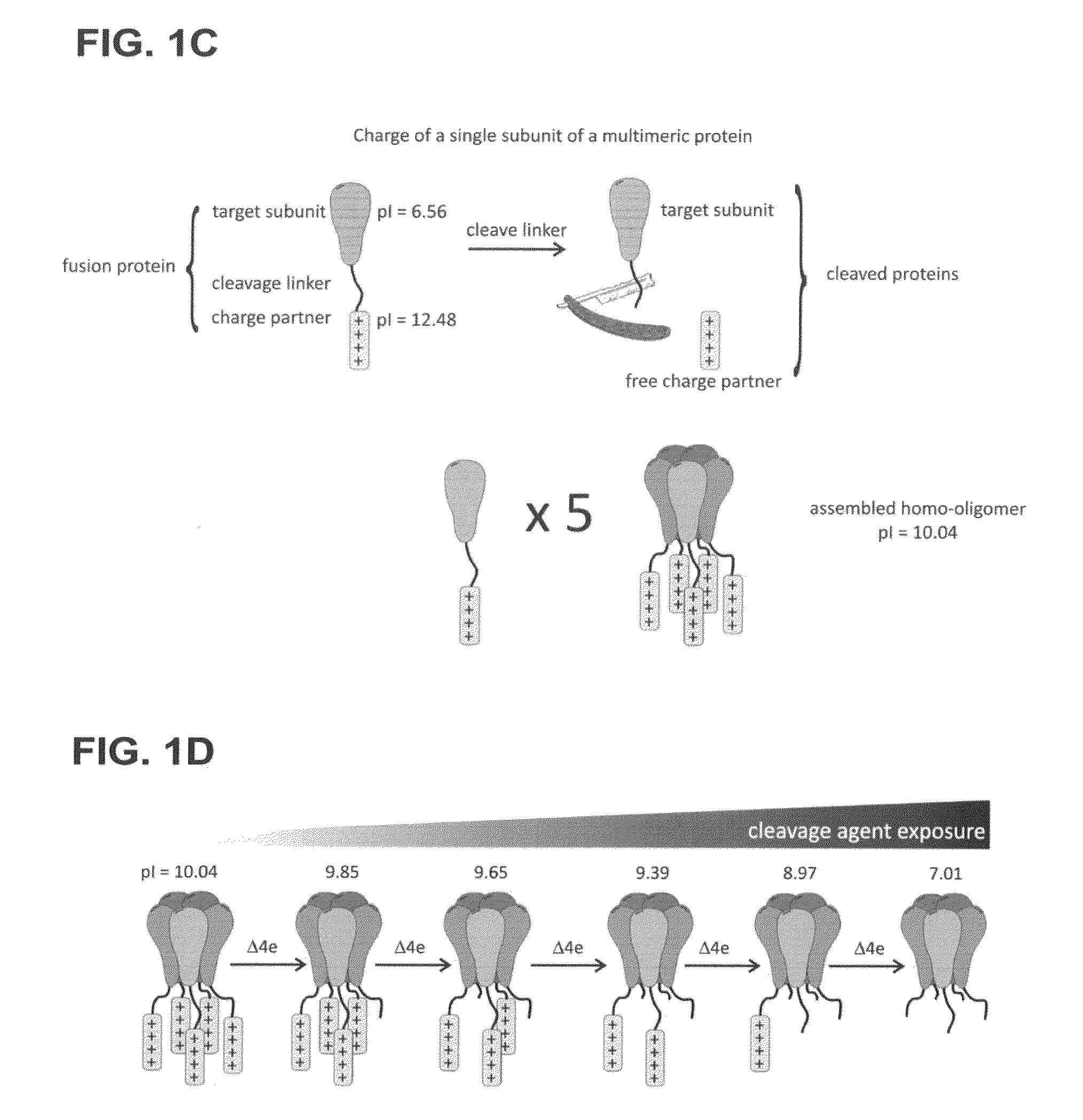 Method of determining the oligomeric state of a protein complex