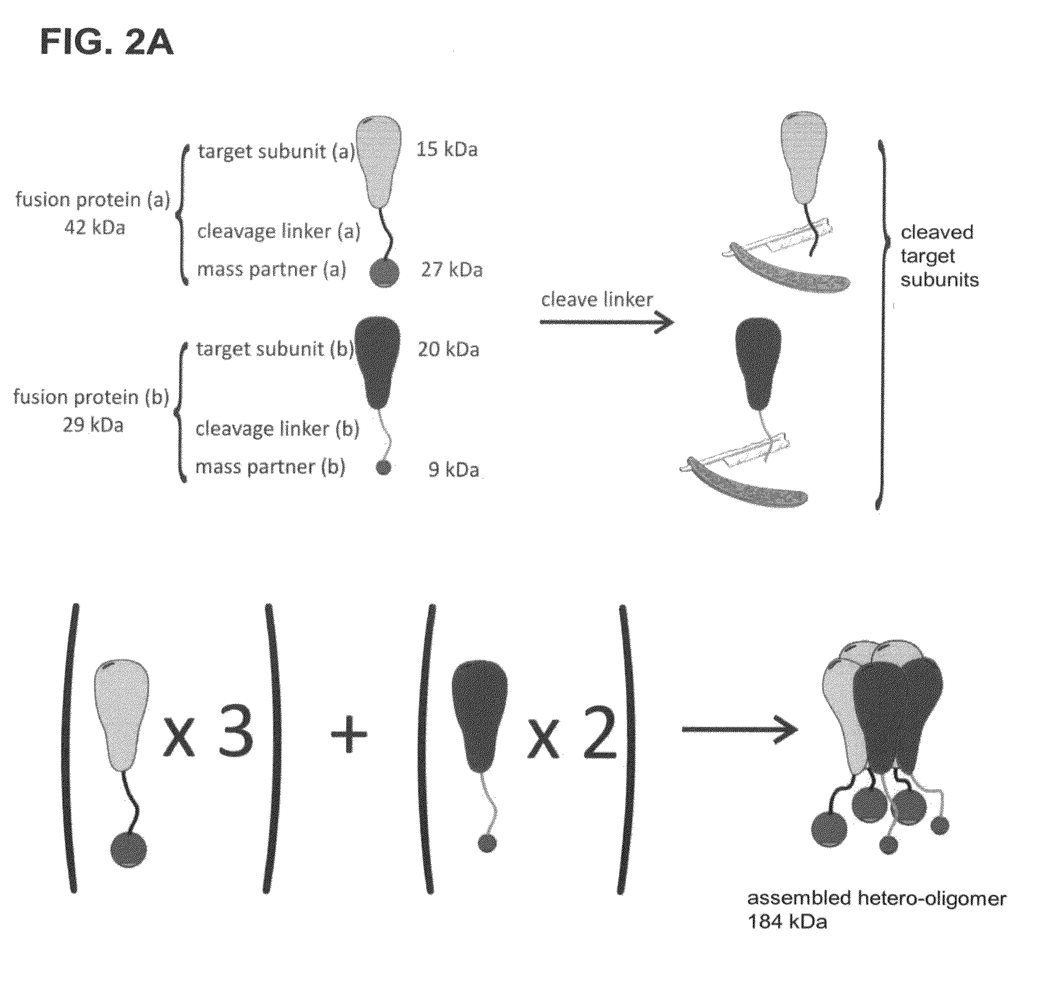 Method of determining the oligomeric state of a protein complex