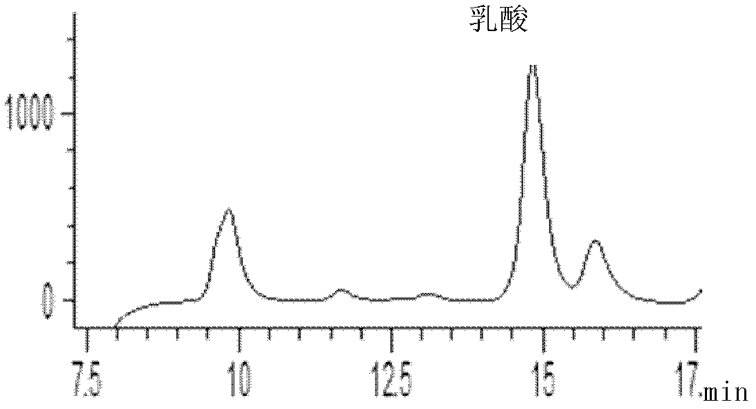 Recombination blue-green alga for producing lactic acid as well as preparation method and applications thereof