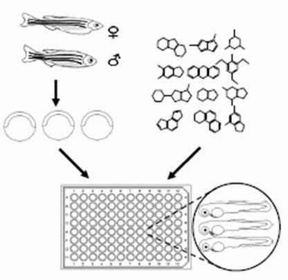 Screening method of medicines for inducing formation of myocardial cells by using model organism zebrafish