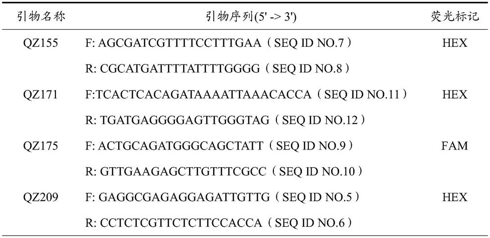 Fluorescent est-ssr molecular marker of Lycoris and its application