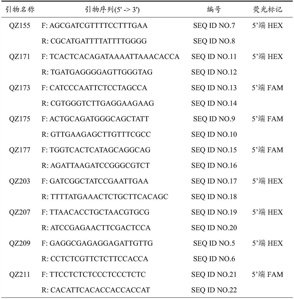 Fluorescent est-ssr molecular marker of Lycoris and its application