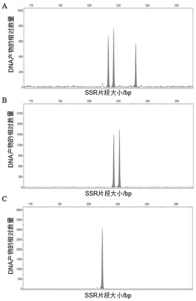 Fluorescent est-ssr molecular marker of Lycoris and its application