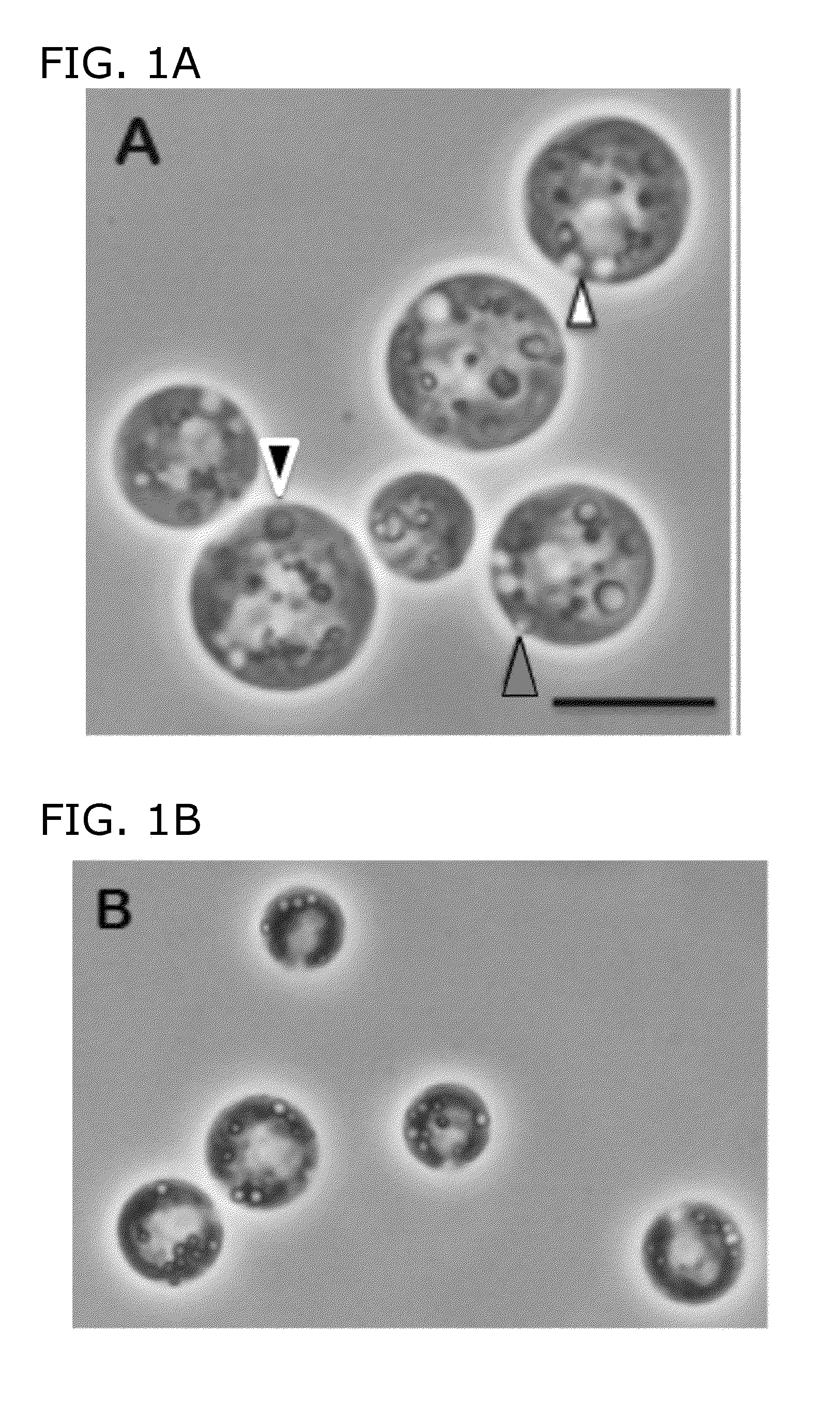 Buoyant triacylglycerol-filled green algae and methods therefor