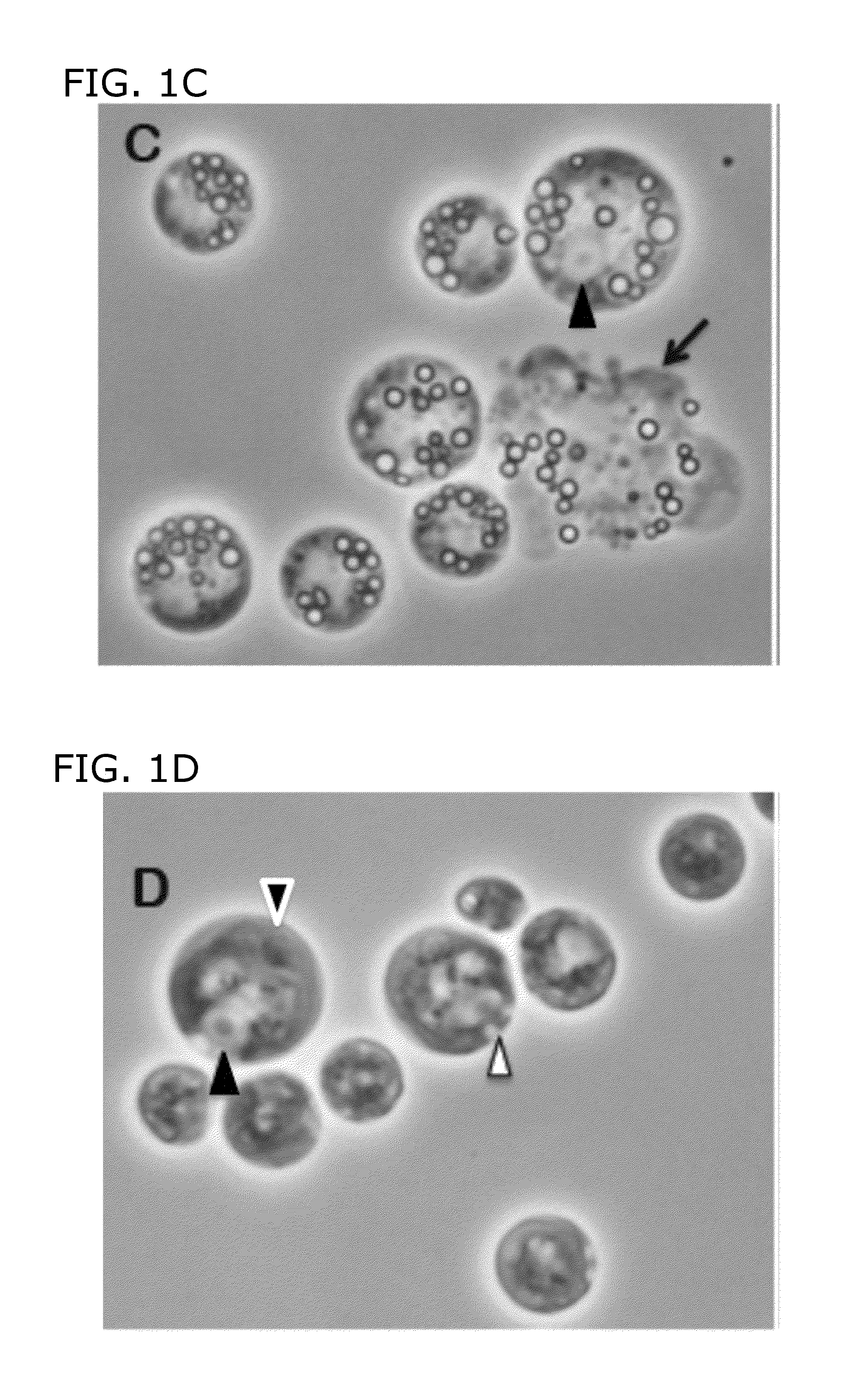 Buoyant triacylglycerol-filled green algae and methods therefor