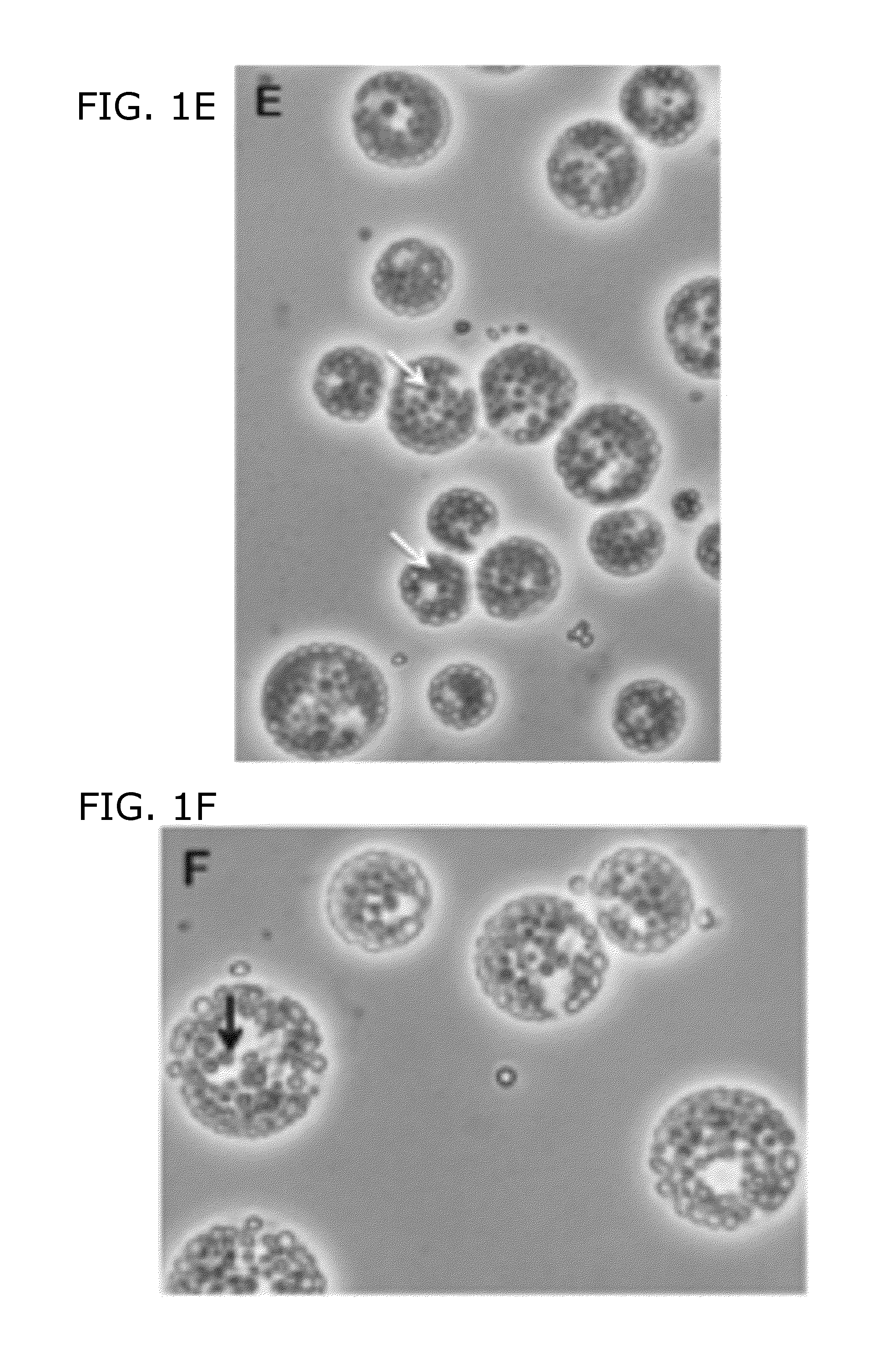 Buoyant triacylglycerol-filled green algae and methods therefor