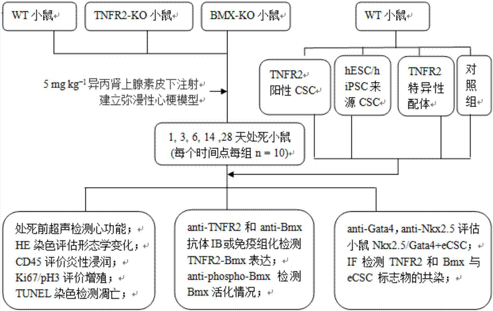 Application of TNFR2