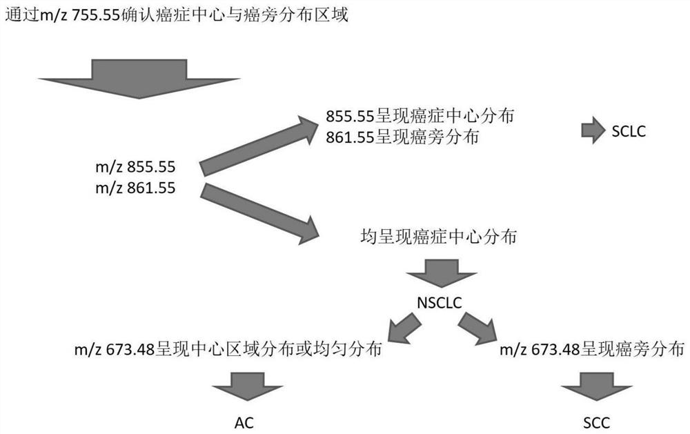 Lung cancer typing judgment system based on mass spectrum imaging technology