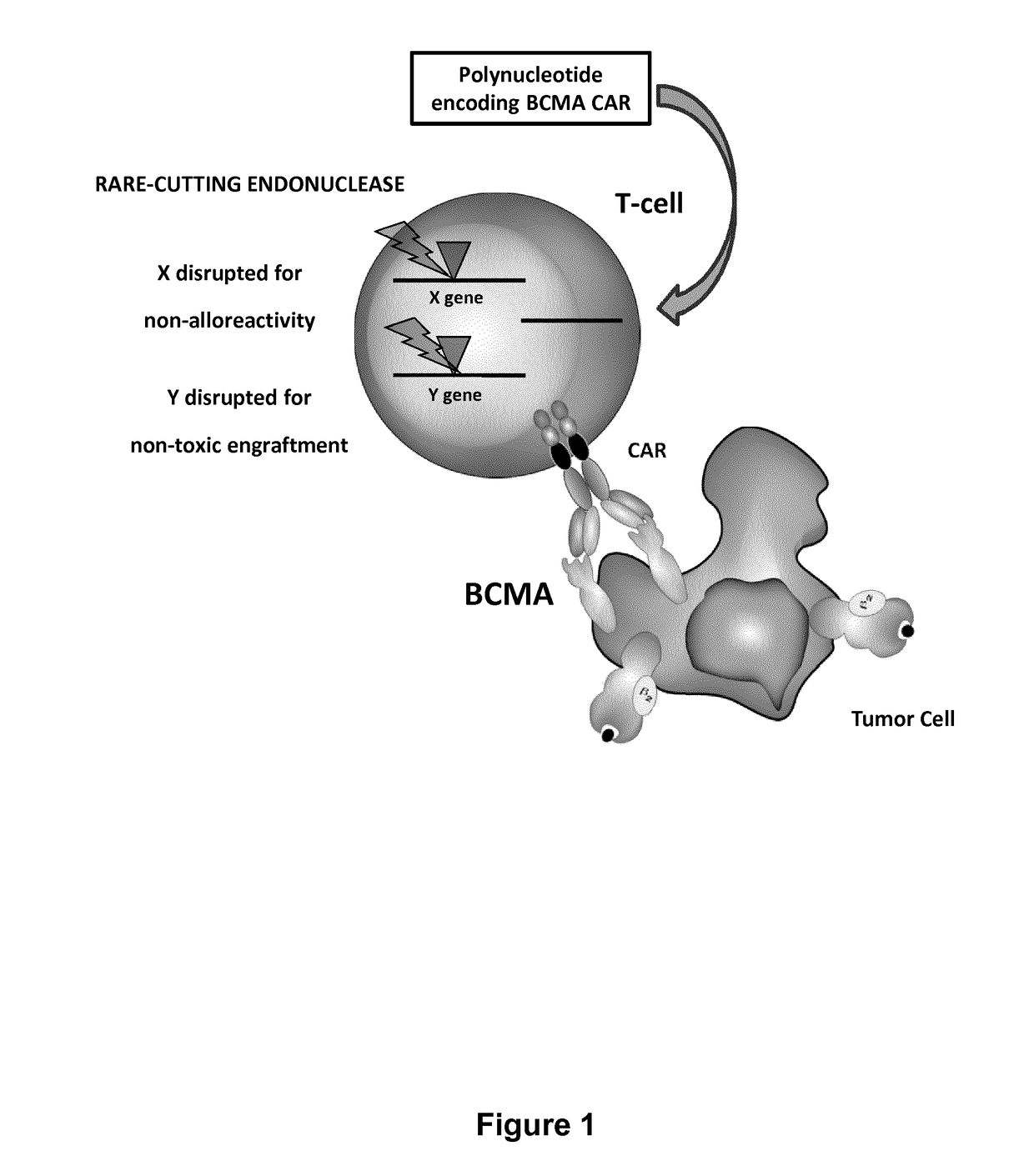 Bcma (CD269) specific chimeric antigen receptors for cancer immunotherapy