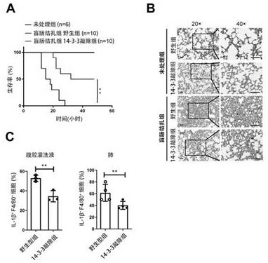 Application of Intervention 14-3-3 in the Treatment of Sepsis