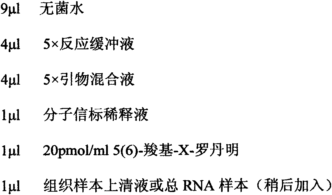 Method for fast detecting BRAF gene mutation with allele RNA (ribonucleic acid) isothermal amplification method