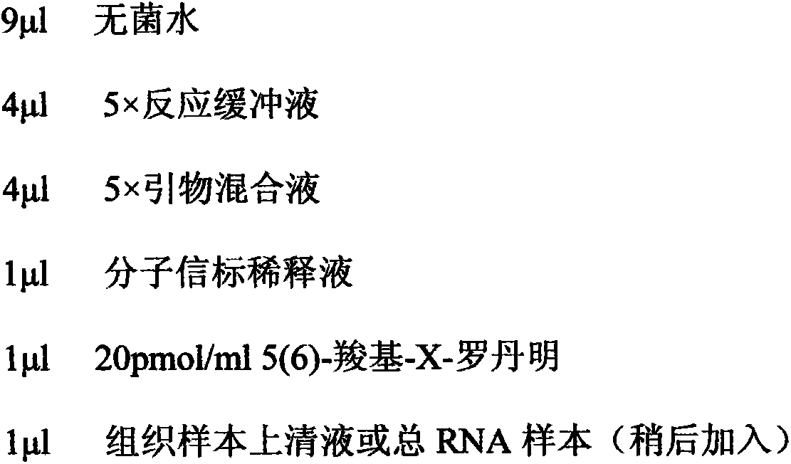 Method for fast detecting BRAF gene mutation with allele RNA (ribonucleic acid) isothermal amplification method