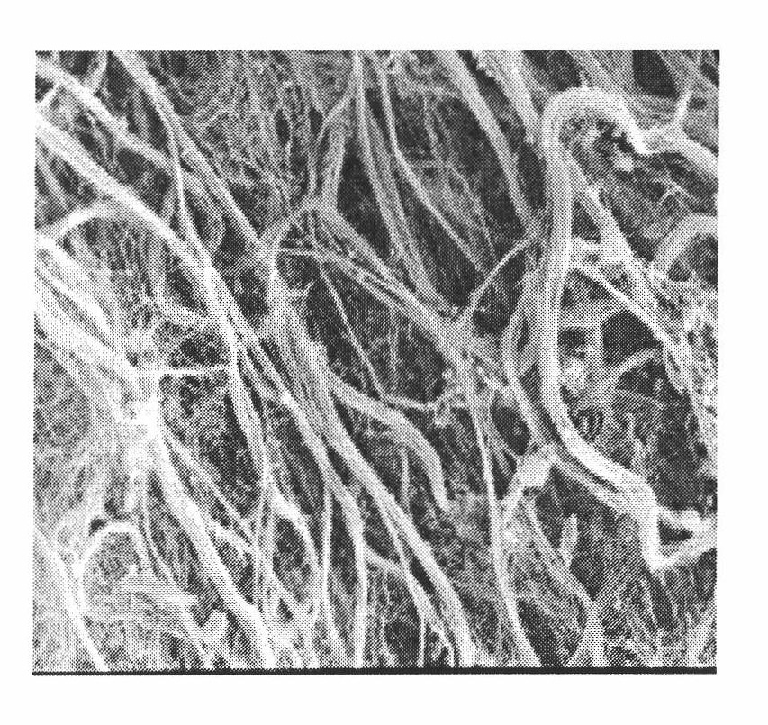 Method for observing collagenous fibre of fresh and alive trepang with electron microscope