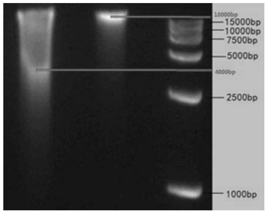 A method for DNA fragmentation and a device for realizing the method