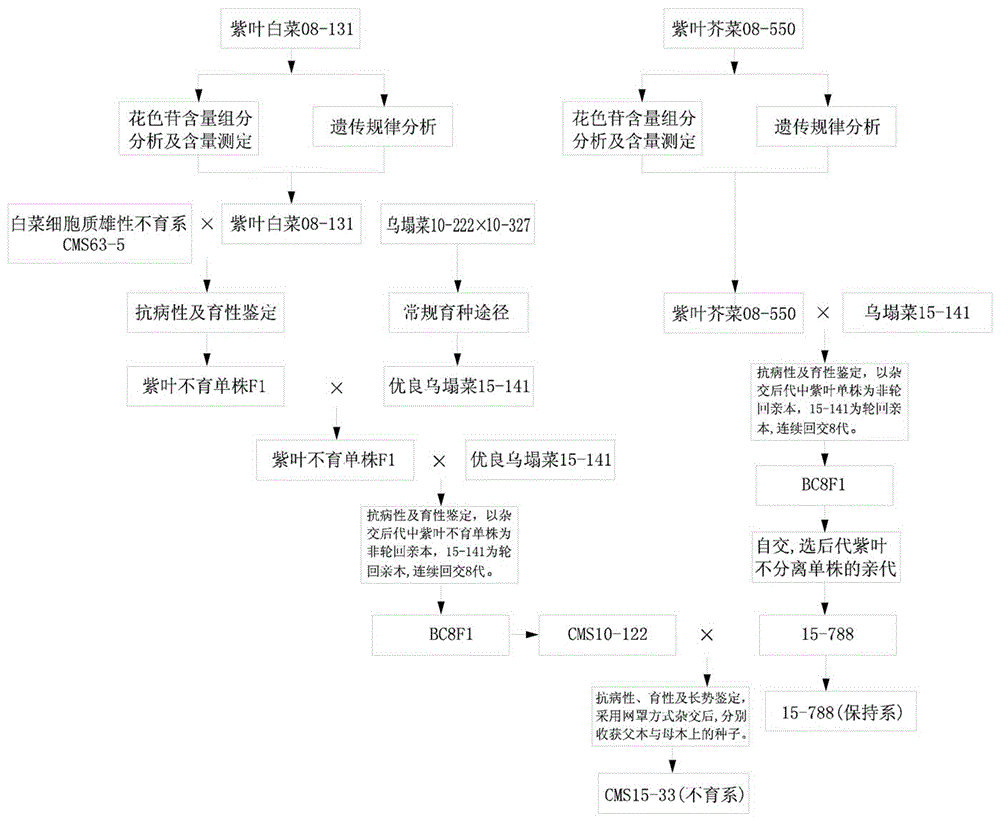 Breeding and propagation method of brassica campestris