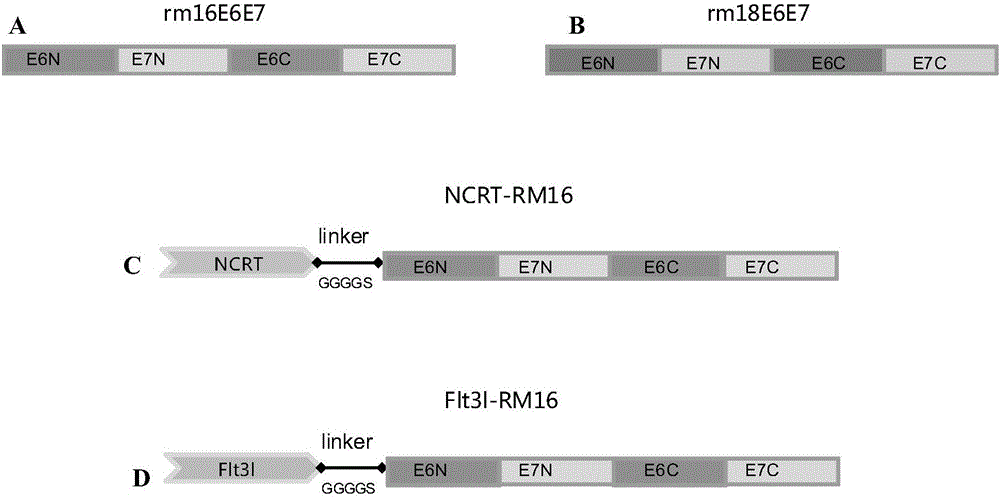 Recombinant protein and medicine composition and application thereof