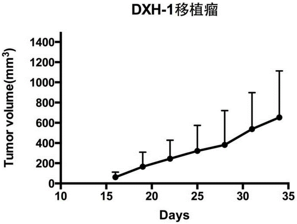 Human colon carcinoma cell line DXH-1 and application thereof